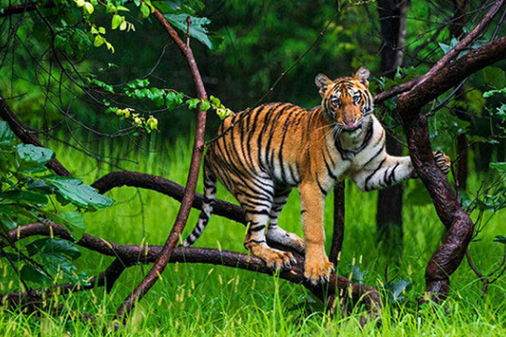 which-state-is-called-the-tiger-state