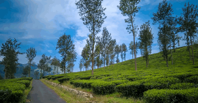 എന്താണ് വയനാട്ടില് നടപ്പിലാക്കുന്ന ഗ്രീന് സ്കില് വികസന പദ്ധതി?,