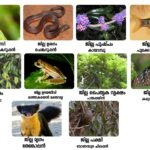 വയനാട് ജില്ല്ക്ക് സ്വന്തം മൃഗം മുതല്‍ ഉരഗം വരെ പ്രഖ്യാപിച്ചു, Kerala PSC Kerala PSC exams KPSC Kerala Public Service Commission Kerala PSC notification Kerala PSC Last Grade Servant (LGS) Kerala PSC Village Field Assistant (VFA) Kerala PSC Lower Division Clerk (LDC) Kerala PSC University Assistant Kerala PSC Women Police Constable Kerala PSC Civil Police Officer Kerala PSC Junior Instructor Kerala PSC Assistant Grade Officer Kerala PSC syllabus Kerala PSC previous question papers Kerala PSC study material Kerala PSC mock test Kerala PSC online preparation Kerala PSC Renaissance questions Kerala PSC Kerala history Kerala PSC current affairs Kerala PSC online application Kerala PSC notification 2025 Kerala PSC hall ticket Kerala PSC result Kerala PSC answer key Kerala PSC rank list Kerala PSC profile registration Kerala PSC thulasi login Kerala PSC preparation tips How to prepare for Kerala PSC Kerala PSC exam pattern Best books for Kerala PSC Kerala PSC coaching centers Kerala PSC one time registration Kerala PSC cut off marks Kerala PSC upcoming exams LGS exam Last Grade Servant exam Kerala PSC LGS LGS notification KPSC LGS exam LGS exam syllabus LGS previous question papers LGS study material LGS mock test LGS online test LGS exam preparation LGS question bank LGS practice questions LGS exam notification 2025 LGS online application LGS exam date LGS hall ticket LGS result LGS answer key LGS rank list LGS cut off marks LGS General Knowledge questions LGS English questions LGS Malayalam questions LGS arithmetic questions LGS current affairs LGS Kerala Renaissance LGS Kerala history questions LGS previous year papers with answers How to prepare for LGS exam LGS exam pattern and marking scheme Best books for LGS preparation LGS exam tips and tricks LGS qualifying marks LGS exam difficulty level LGS coaching classes LGS study plan LGS exam time duration LGS exam eligibility criteria LGS exam Kerala LGS exam centers in Kerala LGS jobs in Kerala LGS vs LDC exam LGS salary and benefits LGS job profile Kerala PSC coaching centre Kozhikode PSC coaching Kozhikode Kerala PSC classes Kozhikode Best PSC coaching in Kozhikode KPSC coaching Kozhikode PSC coaching Calicut Kerala PSC institute Kozhikode PSC training centre Kozhikode PSC academy Kozhikode Kozhikode PSC coaching PSC coaching near me Kozhikode LGS coaching Kozhikode LDC coaching Kozhikode VFA coaching Kozhikode University Assistant coaching Kozhikode Police Constable coaching Kozhikode Civil excise officer coaching Kozhikode Online PSC coaching Kozhikode Offline PSC classes Kozhikode PSC crash course Kozhikode PSC weekend batch Kozhikode PSC test series Kozhikode PSC mock test Kozhikode Best Kerala PSC coaching centre in Kozhikode Top 10 PSC coaching in Kozhikode Affordable PSC coaching Kozhikode PSC coaching fees in Kozhikode PSC coaching with accommodation Kozhikode Success rate PSC coaching Kozhikode Experienced PSC faculty Kozhikode PSC coaching Mavoor Road Kozhikode PSC coaching Palayam Kozhikode PSC coaching Medical College Kozhikode PSC coaching Eranhipalam PSC coaching Nadakkavu PSC coaching Meenchanda PSC coaching centres in Kozhikode comparison Reviews of PSC coaching Kozhikode Which is the best PSC coaching in Kozhikode PSC coaching with study material Kozhikode PSC coaching with previous papers Kozhikode PSC coaching with hostel facility Kozhikode Small batch PSC coaching Kozhikode Join PSC coaching Kozhikode Admission open PSC coaching Kozhikode Enroll PSC classes Kozhikode