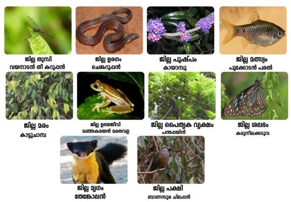 വയനാട് ജില്ല്ക്ക് സ്വന്തം മൃഗം മുതല്‍ ഉരഗം വരെ പ്രഖ്യാപിച്ചു, Kerala PSC Kerala PSC exams KPSC Kerala Public Service Commission Kerala PSC notification Kerala PSC Last Grade Servant (LGS) Kerala PSC Village Field Assistant (VFA) Kerala PSC Lower Division Clerk (LDC) Kerala PSC University Assistant Kerala PSC Women Police Constable Kerala PSC Civil Police Officer Kerala PSC Junior Instructor Kerala PSC Assistant Grade Officer Kerala PSC syllabus Kerala PSC previous question papers Kerala PSC study material Kerala PSC mock test Kerala PSC online preparation Kerala PSC Renaissance questions Kerala PSC Kerala history Kerala PSC current affairs Kerala PSC online application Kerala PSC notification 2025 Kerala PSC hall ticket Kerala PSC result Kerala PSC answer key Kerala PSC rank list Kerala PSC profile registration Kerala PSC thulasi login Kerala PSC preparation tips How to prepare for Kerala PSC Kerala PSC exam pattern Best books for Kerala PSC Kerala PSC coaching centers Kerala PSC one time registration Kerala PSC cut off marks Kerala PSC upcoming exams LGS exam Last Grade Servant exam Kerala PSC LGS LGS notification KPSC LGS exam LGS exam syllabus LGS previous question papers LGS study material LGS mock test LGS online test LGS exam preparation LGS question bank LGS practice questions LGS exam notification 2025 LGS online application LGS exam date LGS hall ticket LGS result LGS answer key LGS rank list LGS cut off marks LGS General Knowledge questions LGS English questions LGS Malayalam questions LGS arithmetic questions LGS current affairs LGS Kerala Renaissance LGS Kerala history questions LGS previous year papers with answers How to prepare for LGS exam LGS exam pattern and marking scheme Best books for LGS preparation LGS exam tips and tricks LGS qualifying marks LGS exam difficulty level LGS coaching classes LGS study plan LGS exam time duration LGS exam eligibility criteria LGS exam Kerala LGS exam centers in Kerala LGS jobs in Kerala LGS vs LDC exam LGS salary and benefits LGS job profile Kerala PSC coaching centre Kozhikode PSC coaching Kozhikode Kerala PSC classes Kozhikode Best PSC coaching in Kozhikode KPSC coaching Kozhikode PSC coaching Calicut Kerala PSC institute Kozhikode PSC training centre Kozhikode PSC academy Kozhikode Kozhikode PSC coaching PSC coaching near me Kozhikode LGS coaching Kozhikode LDC coaching Kozhikode VFA coaching Kozhikode University Assistant coaching Kozhikode Police Constable coaching Kozhikode Civil excise officer coaching Kozhikode Online PSC coaching Kozhikode Offline PSC classes Kozhikode PSC crash course Kozhikode PSC weekend batch Kozhikode PSC test series Kozhikode PSC mock test Kozhikode Best Kerala PSC coaching centre in Kozhikode Top 10 PSC coaching in Kozhikode Affordable PSC coaching Kozhikode PSC coaching fees in Kozhikode PSC coaching with accommodation Kozhikode Success rate PSC coaching Kozhikode Experienced PSC faculty Kozhikode PSC coaching Mavoor Road Kozhikode PSC coaching Palayam Kozhikode PSC coaching Medical College Kozhikode PSC coaching Eranhipalam PSC coaching Nadakkavu PSC coaching Meenchanda PSC coaching centres in Kozhikode comparison Reviews of PSC coaching Kozhikode Which is the best PSC coaching in Kozhikode PSC coaching with study material Kozhikode PSC coaching with previous papers Kozhikode PSC coaching with hostel facility Kozhikode Small batch PSC coaching Kozhikode Join PSC coaching Kozhikode Admission open PSC coaching Kozhikode Enroll PSC classes Kozhikode