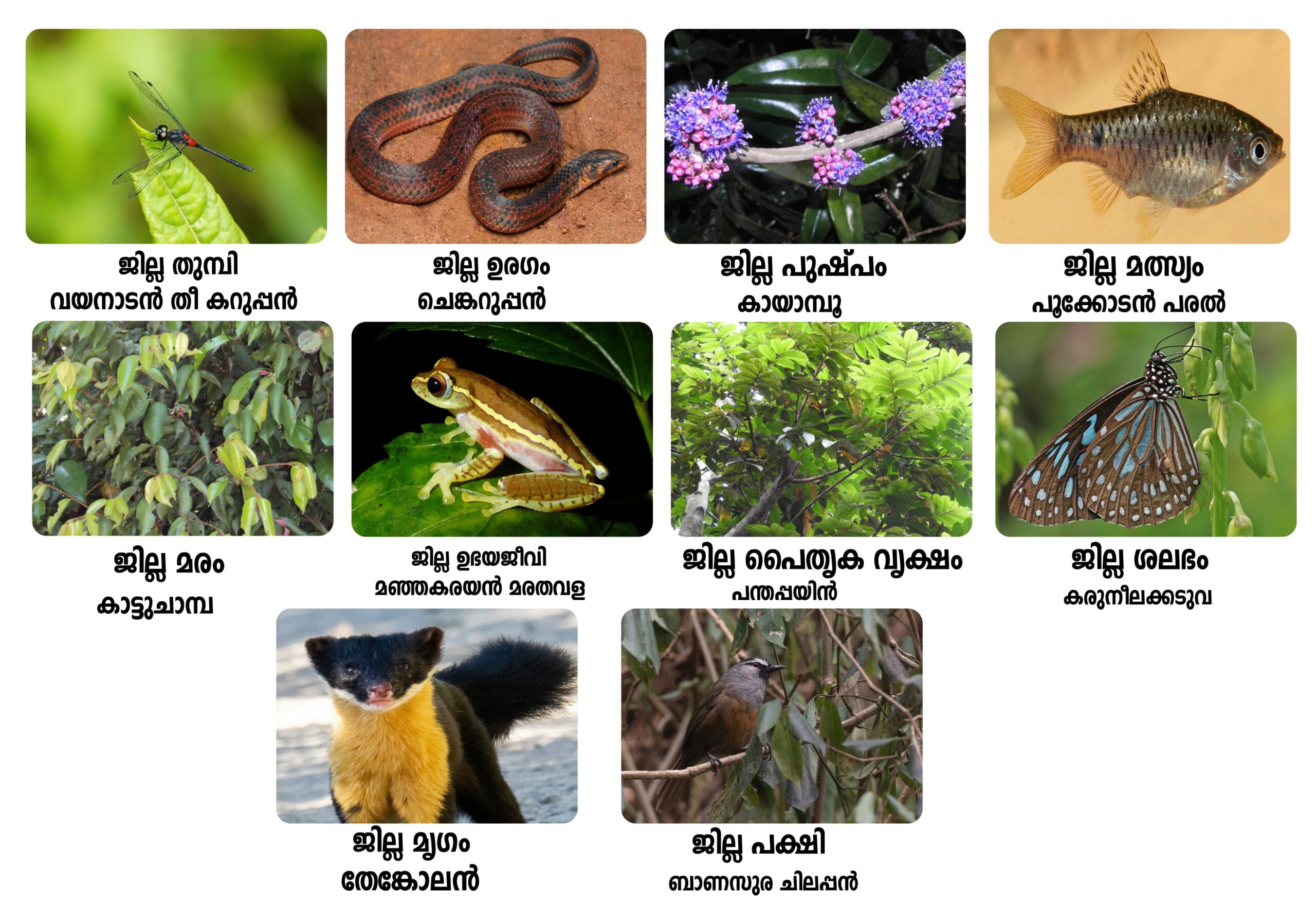 വയനാട് ജില്ല്ക്ക് സ്വന്തം മൃഗം മുതല്‍ ഉരഗം വരെ പ്രഖ്യാപിച്ചു, Kerala PSC Kerala PSC exams KPSC Kerala Public Service Commission Kerala PSC notification Kerala PSC Last Grade Servant (LGS) Kerala PSC Village Field Assistant (VFA) Kerala PSC Lower Division Clerk (LDC) Kerala PSC University Assistant Kerala PSC Women Police Constable Kerala PSC Civil Police Officer Kerala PSC Junior Instructor Kerala PSC Assistant Grade Officer Kerala PSC syllabus Kerala PSC previous question papers Kerala PSC study material Kerala PSC mock test Kerala PSC online preparation Kerala PSC Renaissance questions Kerala PSC Kerala history Kerala PSC current affairs Kerala PSC online application Kerala PSC notification 2025 Kerala PSC hall ticket Kerala PSC result Kerala PSC answer key Kerala PSC rank list Kerala PSC profile registration Kerala PSC thulasi login Kerala PSC preparation tips How to prepare for Kerala PSC Kerala PSC exam pattern Best books for Kerala PSC Kerala PSC coaching centers Kerala PSC one time registration Kerala PSC cut off marks Kerala PSC upcoming exams LGS exam Last Grade Servant exam Kerala PSC LGS LGS notification KPSC LGS exam LGS exam syllabus LGS previous question papers LGS study material LGS mock test LGS online test LGS exam preparation LGS question bank LGS practice questions LGS exam notification 2025 LGS online application LGS exam date LGS hall ticket LGS result LGS answer key LGS rank list LGS cut off marks LGS General Knowledge questions LGS English questions LGS Malayalam questions LGS arithmetic questions LGS current affairs LGS Kerala Renaissance LGS Kerala history questions LGS previous year papers with answers How to prepare for LGS exam LGS exam pattern and marking scheme Best books for LGS preparation LGS exam tips and tricks LGS qualifying marks LGS exam difficulty level LGS coaching classes LGS study plan LGS exam time duration LGS exam eligibility criteria LGS exam Kerala LGS exam centers in Kerala LGS jobs in Kerala LGS vs LDC exam LGS salary and benefits LGS job profile Kerala PSC coaching centre Kozhikode PSC coaching Kozhikode Kerala PSC classes Kozhikode Best PSC coaching in Kozhikode KPSC coaching Kozhikode PSC coaching Calicut Kerala PSC institute Kozhikode PSC training centre Kozhikode PSC academy Kozhikode Kozhikode PSC coaching PSC coaching near me Kozhikode LGS coaching Kozhikode LDC coaching Kozhikode VFA coaching Kozhikode University Assistant coaching Kozhikode Police Constable coaching Kozhikode Civil excise officer coaching Kozhikode Online PSC coaching Kozhikode Offline PSC classes Kozhikode PSC crash course Kozhikode PSC weekend batch Kozhikode PSC test series Kozhikode PSC mock test Kozhikode Best Kerala PSC coaching centre in Kozhikode Top 10 PSC coaching in Kozhikode Affordable PSC coaching Kozhikode PSC coaching fees in Kozhikode PSC coaching with accommodation Kozhikode Success rate PSC coaching Kozhikode Experienced PSC faculty Kozhikode PSC coaching Mavoor Road Kozhikode PSC coaching Palayam Kozhikode PSC coaching Medical College Kozhikode PSC coaching Eranhipalam PSC coaching Nadakkavu PSC coaching Meenchanda PSC coaching centres in Kozhikode comparison Reviews of PSC coaching Kozhikode Which is the best PSC coaching in Kozhikode PSC coaching with study material Kozhikode PSC coaching with previous papers Kozhikode PSC coaching with hostel facility Kozhikode Small batch PSC coaching Kozhikode Join PSC coaching Kozhikode Admission open PSC coaching Kozhikode Enroll PSC classes Kozhikode