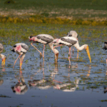 ഇന്ത്യ-പാക് അതിര്‍ത്തി മേഖലയായ സര്‍ക്രീക്കില്‍ ഇന്ത്യയുടെ കര-വ്യോമസേനാ വിഭാഗങ്ങളുടെ സംയുക്ത സൈനികാഭ്യാസത്തിന്റെ പേര് എന്താണ്? ത്രിശൂല്‍ ഇന്ത്യയുടെ ദേശീയഗീതമായ വന്ദേമാതരത്തിന്റെ എത്രാമത് വാര്‍ഷികമാണ് 2025-ല്‍ ആചരിക്കുന്നത്? 150 2025-ലെ ബുക്കര്‍ പുരസ്‌കാരം നേടിയത് ആരാണ്? ഹംഗേറിയന്‍ എഴുത്തുകാരന്‍ ഡേവിഡ് സൊല്ലോയുടെ ഫ്‌ളെഷ് എന്ന നോവലിന് ഡിഎന്‍എയുടെ ഡബിള്‍ ഹെലിക്‌സ് മോഡല്‍ കണ്ടെത്തിയ ശാസ്ത്രജ്ഞരില്‍ ഒരാള്‍ 2025 നവംബറില്‍ അന്തരിച്ചു. ആരാണ് അദ്ദേഹം? ജെയിംസ് വാട്‌സന്‍ സംസ്ഥാനത്ത് ട്രെയിനുകളില്‍ യാത്ര ചെയ്യുന്നവരുടെ സുരക്ഷിതത്വം ഉറപ്പാക്കാന്‍ കേരള റെയില്‍വേ പൊലീസ് ആരംഭിച്ച ദൗത്യം ഏതാണ്? ഓപ്പറേഷന്‍ രക്ഷിത ഹൈഡ്രോഗ്രാഫിക് സര്‍വേകള്‍ക്കും തീരദേശ ദൗത്യങ്ങള്‍ക്കും കരുത്തേകുക എന്ന ലക്ഷ്യത്തോടെ നാവികസേന പുറത്തിറക്കിയ കപ്പല്‍ ഏതാണ്? ഐഎന്‍എസ് ഇഷക് ലോക സമാധാനത്തിനായി പ്രവര്‍ത്തിക്കുന്നവര്‍ക്ക് വാര്‍ഷിക പുരസ്‌കാരം ഏര്‍പ്പെടുത്തിയ കായിക സംഘടന ഏതാണ്? ഫിഫ ആഗോള തണ്ണീര്‍ത്തടങ്ങളുടെ പട്ടികയായ റംസാറില്‍ ഇന്ത്യയില്‍നിന്നും പുതുതായി ചേര്‍ക്കപ്പെട്ടത് ബീഹാറിലെ ഗോഗാബില്‍ ഇന്ത്യയില്‍നിന്നും റംസാര്‍ പട്ടികയില്‍ ഉള്‍പ്പെട്ടിട്ടുള്ള ആകെ തണ്ണീര്‍ത്തടങ്ങള്‍ എത്ര? 94 ശബ്ദത്തിലൂടെ സംവദിക്കാന്‍ കഴിയുന്ന ലോകത്തിലെ ആദ്യ സ്പീച്ച് ടു സ്പീച്ച് എഐ മോഡല്‍ എന്താണ്? ലൂണ എഐ ലൂണ എഐ വികസിപ്പിച്ചത് ആരാണ്? സ്പര്‍ശ് അഗര്‍വാള്‍ അഞ്ചുലക്ഷം കോടി ഡോളര്‍ വിപണിമൂല്യമുള്ള ആദ്യ കമ്പനി എന്ന ചരിത്ര നേട്ടം കുറിച്ച കമ്പനി ഏതാണ്? എന്‍വിഡിയ ഇന്ത്യ വിക്ഷേപിച്ച ഏറ്റവും ഭാരമേറിയ വാര്‍ത്താവിനിമയ ഉപഗ്രഹം ഏതാണ്? സിഎംഎസ് 03 സിഎംഎസ് 03യുടെ മറ്റൊരു പേര് എന്താണ്? ജിസാറ്റ് 7ആര്‍ സിഎംഎസ് 03യുടെ ഭാരം എത്ര? 4410 ഏത് സൈനിക വിഭാഗത്തിനുവേണ്ടിയാണ് സിഎംഎസ് 03 വിക്ഷേപിച്ചത്? നാവികസേന വനിത ഏകദിന ക്രിക്കറ്റ് ലോകകപ്പില്‍ കിരീടം നേടിയ രാജ്യം ഏതാണ്? ഇന്ത്യ വനിത ഏകദിന ക്രിക്കറ്റ് ലോകകപ്പ് ഫൈനലില്‍ ഇന്ത്യ തോല്‍പ്പിച്ചത് ഏത് രാജ്യത്തെയാണ്? ദക്ഷിണാഫ്രിക്കയെ, ദി റിവിഷൻ, therevision, റിവിഷൻ, The Revision, revision notes, exam revision, ജിഎകെ ചോദ്യങ്ങൾ, മലയാളം ജിഎകെ, PSC ചോദ്യങ്ങൾ, GK questions Malayalam, Malayalam GK, PSC questions, അധ്യാപക നിയമനം, ട്യൂട്ടർ ജോലി, ഹയർ സെക്കൻഡറി ടീച്ചർ, Teacher recruitment, tutor jobs, higher secondary teacher, റിട്ട്, വ്യക്തി സ്വാതന്ത്ര്യം, രാജ്യസമാചാരം, ബ്രിട്ടീഷ്, Writs, personal freedom, Rajyasamacharam newspaper, British history, ഇന്ത്യ ഫാക്ട്സ്, നെല്ല് കൃഷി, ഉത്തരപർവതമേഖല, ഉപദ്വീപീയപീഠഭൂമി, India facts, paddy cultivation, northern mountains, peninsular plateau, മസ്തിഷ്ക ഓർമ്മശക്തി, ജീവമണ്ഡലം, പാൻക്രിയാസ്, ആന്ത്രം, സൾഫർ, Brain memory power, biosphere, pancreas, intestine, sulphur, ഉത്തരങ്ങൾ, GK ഉത്തരങ്ങൾ, കേരള PSC, ശാസ്ത്രജ്ഞൻ, Answers, GK answers, Kerala PSC, scientist