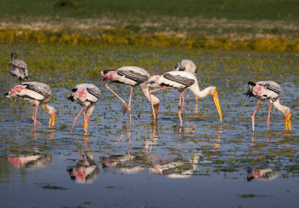 ഇന്ത്യ-പാക് അതിര്‍ത്തി മേഖലയായ സര്‍ക്രീക്കില്‍ ഇന്ത്യയുടെ കര-വ്യോമസേനാ വിഭാഗങ്ങളുടെ സംയുക്ത സൈനികാഭ്യാസത്തിന്റെ പേര് എന്താണ്? ത്രിശൂല്‍ ഇന്ത്യയുടെ ദേശീയഗീതമായ വന്ദേമാതരത്തിന്റെ എത്രാമത് വാര്‍ഷികമാണ് 2025-ല്‍ ആചരിക്കുന്നത്? 150 2025-ലെ ബുക്കര്‍ പുരസ്‌കാരം നേടിയത് ആരാണ്? ഹംഗേറിയന്‍ എഴുത്തുകാരന്‍ ഡേവിഡ് സൊല്ലോയുടെ ഫ്‌ളെഷ് എന്ന നോവലിന് ഡിഎന്‍എയുടെ ഡബിള്‍ ഹെലിക്‌സ് മോഡല്‍ കണ്ടെത്തിയ ശാസ്ത്രജ്ഞരില്‍ ഒരാള്‍ 2025 നവംബറില്‍ അന്തരിച്ചു. ആരാണ് അദ്ദേഹം? ജെയിംസ് വാട്‌സന്‍ സംസ്ഥാനത്ത് ട്രെയിനുകളില്‍ യാത്ര ചെയ്യുന്നവരുടെ സുരക്ഷിതത്വം ഉറപ്പാക്കാന്‍ കേരള റെയില്‍വേ പൊലീസ് ആരംഭിച്ച ദൗത്യം ഏതാണ്? ഓപ്പറേഷന്‍ രക്ഷിത ഹൈഡ്രോഗ്രാഫിക് സര്‍വേകള്‍ക്കും തീരദേശ ദൗത്യങ്ങള്‍ക്കും കരുത്തേകുക എന്ന ലക്ഷ്യത്തോടെ നാവികസേന പുറത്തിറക്കിയ കപ്പല്‍ ഏതാണ്? ഐഎന്‍എസ് ഇഷക് ലോക സമാധാനത്തിനായി പ്രവര്‍ത്തിക്കുന്നവര്‍ക്ക് വാര്‍ഷിക പുരസ്‌കാരം ഏര്‍പ്പെടുത്തിയ കായിക സംഘടന ഏതാണ്? ഫിഫ ആഗോള തണ്ണീര്‍ത്തടങ്ങളുടെ പട്ടികയായ റംസാറില്‍ ഇന്ത്യയില്‍നിന്നും പുതുതായി ചേര്‍ക്കപ്പെട്ടത് ബീഹാറിലെ ഗോഗാബില്‍ ഇന്ത്യയില്‍നിന്നും റംസാര്‍ പട്ടികയില്‍ ഉള്‍പ്പെട്ടിട്ടുള്ള ആകെ തണ്ണീര്‍ത്തടങ്ങള്‍ എത്ര? 94 ശബ്ദത്തിലൂടെ സംവദിക്കാന്‍ കഴിയുന്ന ലോകത്തിലെ ആദ്യ സ്പീച്ച് ടു സ്പീച്ച് എഐ മോഡല്‍ എന്താണ്? ലൂണ എഐ ലൂണ എഐ വികസിപ്പിച്ചത് ആരാണ്? സ്പര്‍ശ് അഗര്‍വാള്‍ അഞ്ചുലക്ഷം കോടി ഡോളര്‍ വിപണിമൂല്യമുള്ള ആദ്യ കമ്പനി എന്ന ചരിത്ര നേട്ടം കുറിച്ച കമ്പനി ഏതാണ്? എന്‍വിഡിയ ഇന്ത്യ വിക്ഷേപിച്ച ഏറ്റവും ഭാരമേറിയ വാര്‍ത്താവിനിമയ ഉപഗ്രഹം ഏതാണ്? സിഎംഎസ് 03 സിഎംഎസ് 03യുടെ മറ്റൊരു പേര് എന്താണ്? ജിസാറ്റ് 7ആര്‍ സിഎംഎസ് 03യുടെ ഭാരം എത്ര? 4410 ഏത് സൈനിക വിഭാഗത്തിനുവേണ്ടിയാണ് സിഎംഎസ് 03 വിക്ഷേപിച്ചത്? നാവികസേന വനിത ഏകദിന ക്രിക്കറ്റ് ലോകകപ്പില്‍ കിരീടം നേടിയ രാജ്യം ഏതാണ്? ഇന്ത്യ വനിത ഏകദിന ക്രിക്കറ്റ് ലോകകപ്പ് ഫൈനലില്‍ ഇന്ത്യ തോല്‍പ്പിച്ചത് ഏത് രാജ്യത്തെയാണ്? ദക്ഷിണാഫ്രിക്കയെ, ദി റിവിഷൻ, therevision, റിവിഷൻ, The Revision, revision notes, exam revision, ജിഎകെ ചോദ്യങ്ങൾ, മലയാളം ജിഎകെ, PSC ചോദ്യങ്ങൾ, GK questions Malayalam, Malayalam GK, PSC questions, അധ്യാപക നിയമനം, ട്യൂട്ടർ ജോലി, ഹയർ സെക്കൻഡറി ടീച്ചർ, Teacher recruitment, tutor jobs, higher secondary teacher, റിട്ട്, വ്യക്തി സ്വാതന്ത്ര്യം, രാജ്യസമാചാരം, ബ്രിട്ടീഷ്, Writs, personal freedom, Rajyasamacharam newspaper, British history, ഇന്ത്യ ഫാക്ട്സ്, നെല്ല് കൃഷി, ഉത്തരപർവതമേഖല, ഉപദ്വീപീയപീഠഭൂമി, India facts, paddy cultivation, northern mountains, peninsular plateau, മസ്തിഷ്ക ഓർമ്മശക്തി, ജീവമണ്ഡലം, പാൻക്രിയാസ്, ആന്ത്രം, സൾഫർ, Brain memory power, biosphere, pancreas, intestine, sulphur, ഉത്തരങ്ങൾ, GK ഉത്തരങ്ങൾ, കേരള PSC, ശാസ്ത്രജ്ഞൻ, Answers, GK answers, Kerala PSC, scientist